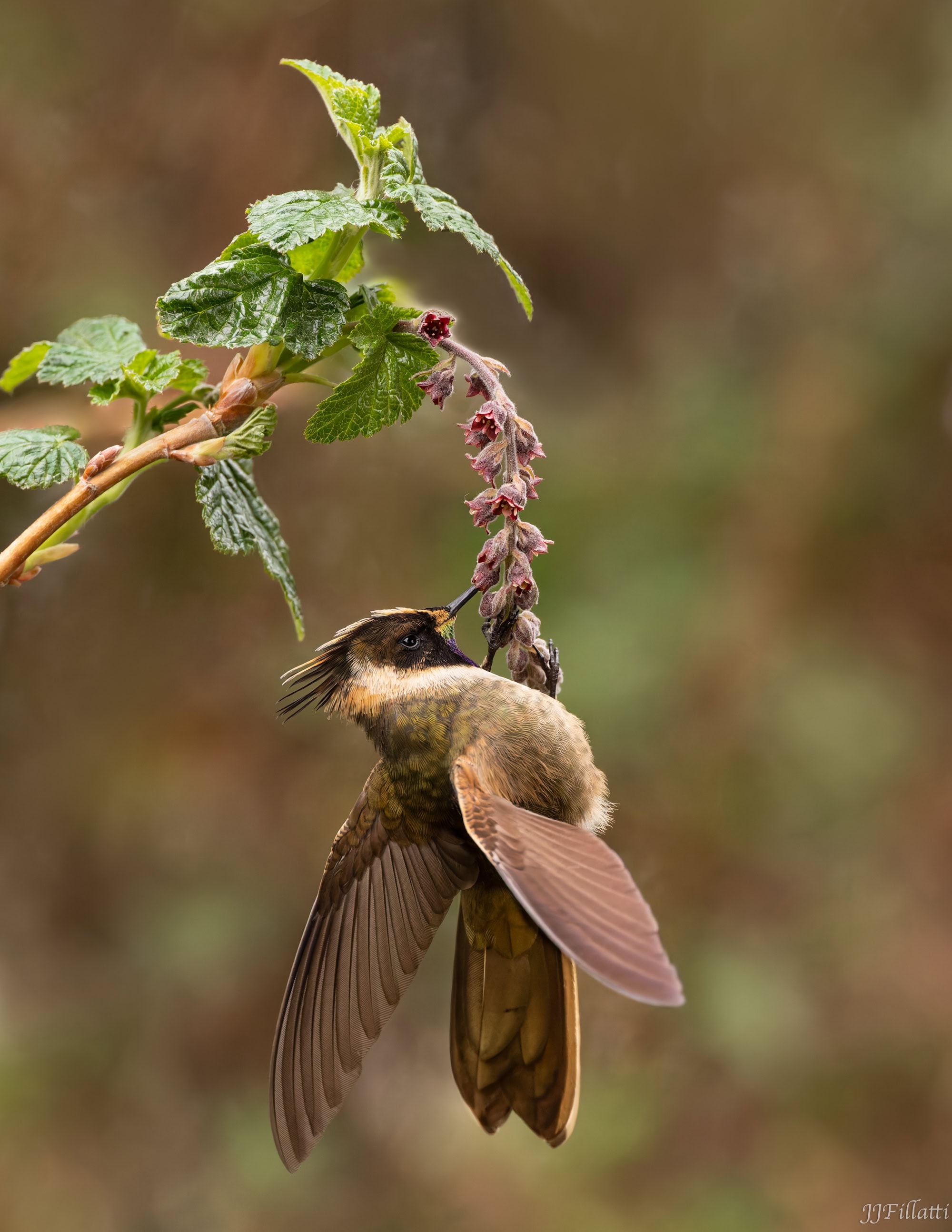 bird of colombia image 21